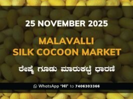 Malavalli Silk Cocoon Market Price Rate ಮಳವಳ್ಳಿ ರೇಷ್ಮೆ ಗೂಡು ಮಾರುಕಟ್ಟೆ ಧಾರಣೆ