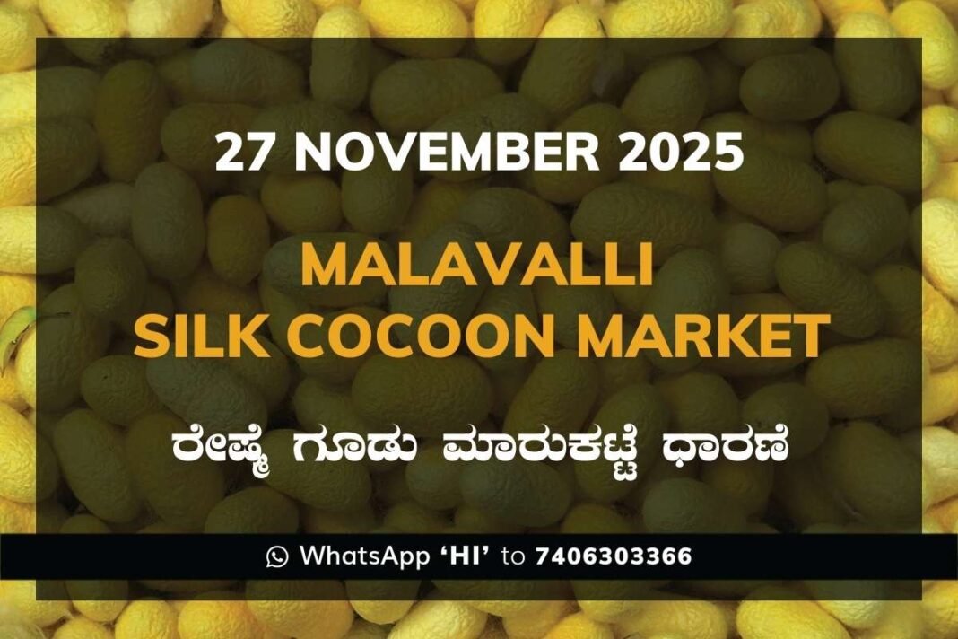 Malavalli Silk Cocoon Market Price Rate ಮಳವಳ್ಳಿ ರೇಷ್ಮೆ ಗೂಡು ಮಾರುಕಟ್ಟೆ ಧಾರಣೆ
