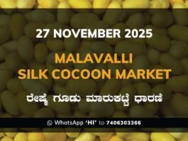 Malavalli Silk Cocoon Market Price Rate ಮಳವಳ್ಳಿ ರೇಷ್ಮೆ ಗೂಡು ಮಾರುಕಟ್ಟೆ ಧಾರಣೆ