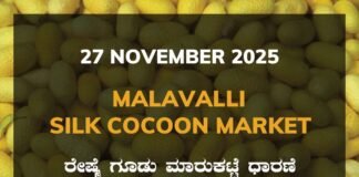 Malavalli Silk Cocoon Market: 27 November 2025 Malavalli Silk Cocoon Market Price Rate ಮಳವಳ್ಳಿ ರೇಷ್ಮೆ ಗೂಡು ಮಾರುಕಟ್ಟೆ ಧಾರಣೆ