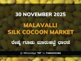 Malavalli Silk Cocoon Market Price Rate ಮಳವಳ್ಳಿ ರೇಷ್ಮೆ ಗೂಡು ಮಾರುಕಟ್ಟೆ ಧಾರಣೆ