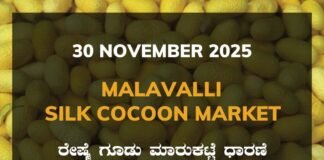 Malavalli Silk Cocoon Market: 30 November 2025 Malavalli Silk Cocoon Market Price Rate ಮಳವಳ್ಳಿ ರೇಷ್ಮೆ ಗೂಡು ಮಾರುಕಟ್ಟೆ ಧಾರಣೆ