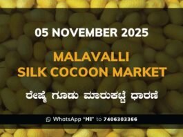 Malavalli Silk Cocoon Market Price Rate ಮಳವಳ್ಳಿ ರೇಷ್ಮೆ ಗೂಡು ಮಾರುಕಟ್ಟೆ ಧಾರಣೆ