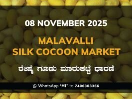 Malavalli Silk Cocoon Market Price Rate ಮಳವಳ್ಳಿ ರೇಷ್ಮೆ ಗೂಡು ಮಾರುಕಟ್ಟೆ ಧಾರಣೆ