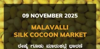 Malavalli Silk Cocoon Market: 09 November 2025 Malavalli Silk Cocoon Market Price Rate ಮಳವಳ್ಳಿ ರೇಷ್ಮೆ ಗೂಡು ಮಾರುಕಟ್ಟೆ ಧಾರಣೆ