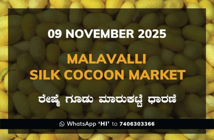 Malavalli Silk Cocoon Market Price Rate ಮಳವಳ್ಳಿ ರೇಷ್ಮೆ ಗೂಡು ಮಾರುಕಟ್ಟೆ ಧಾರಣೆ