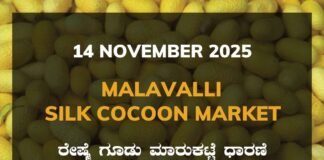 Malavalli Silk Cocoon Market: 14 November 2025 Malavalli Silk Cocoon Market Price Rate ಮಳವಳ್ಳಿ ರೇಷ್ಮೆ ಗೂಡು ಮಾರುಕಟ್ಟೆ ಧಾರಣೆ