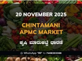Chintamani APMC Market: 20 November 2025