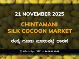 Chintamani Government Silk Cocoon Market Daily Rate Report ಚಿಂತಾಮಣಿ ರೇಷ್ಮೆ ಗೂಡು ಮಾರುಕಟ್ಟೆ ಧಾರಣೆ
