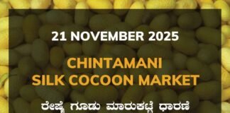 Chintamani Silk Cocoon Market: 21 November 2025 Chintamani Government Silk Cocoon Market Daily Rate Report ಚಿಂತಾಮಣಿ ರೇಷ್ಮೆ ಗೂಡು ಮಾರುಕಟ್ಟೆ ಧಾರಣೆ