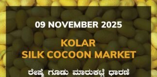 Kolar Silk Cocoon Market: 09 November 2025 Kolar Silk Cocoon Market Price Rate ಕೋಲಾರ ರೇಷ್ಮೆ ಗೂಡು ಮಾರುಕಟ್ಟೆ ಧಾರಣೆ