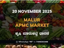 Malur APMC Market: 20 November 2025