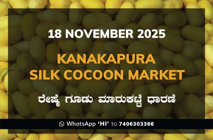 Kanakapura Silk Cocoon Market ಕನಕಪುರ ರೇಷ್ಮೆ ಗೂಡು ಮಾರುಕಟ್ಟೆ ಧಾರಣೆ