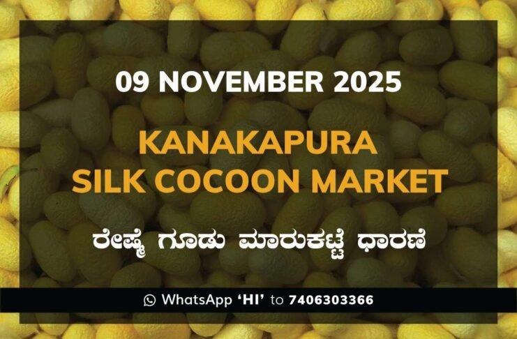 Kanakapura Silk Cocoon Market ಕನಕಪುರ ರೇಷ್ಮೆ ಗೂಡು ಮಾರುಕಟ್ಟೆ ಧಾರಣೆ