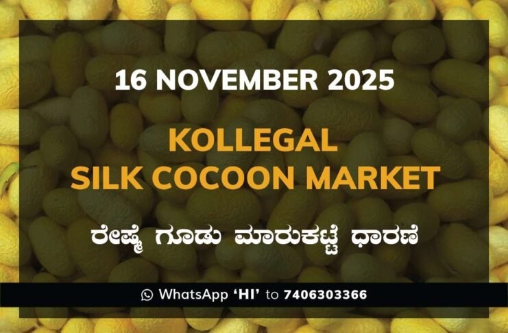 Kollegal Silk Cocoon Market Price Rate ಕೊಳ್ಳೇಗಾಲ ರೇಷ್ಮೆ ಗೂಡು ಮಾರುಕಟ್ಟೆ ಧಾರಣೆ