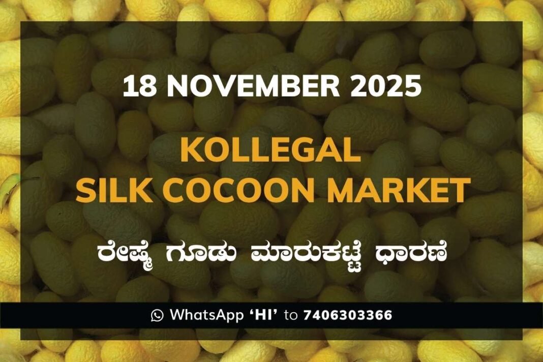 Kollegal Silk Cocoon Market Price Rate ಕೊಳ್ಳೇಗಾಲ ರೇಷ್ಮೆ ಗೂಡು ಮಾರುಕಟ್ಟೆ ಧಾರಣೆ