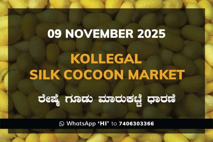Kollegal Silk Cocoon Market Price Rate ಕೊಳ್ಳೇಗಾಲ ರೇಷ್ಮೆ ಗೂಡು ಮಾರುಕಟ್ಟೆ ಧಾರಣೆ