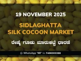 Sidlaghatta Government Silk Cocoon Market Daily Rate Report ಶಿಡ್ಲಘಟ್ಟ ರೇಷ್ಮೆ ಗೂಡು ಮಾರುಕಟ್ಟೆ ಧಾರಣೆ