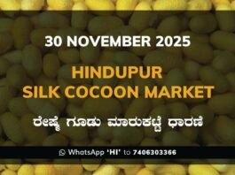 Hindupur Government Silk Cocoon Market Daily Rate Report ಹಿಂದೂಪುರ ರೇಷ್ಮೆ ಗೂಡು ಮಾರುಕಟ್ಟೆ ಧಾರಣೆ