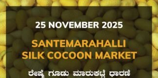 Santemarahalli Silk Cocoon Market: 25 November 2025 Santemarahalli (SM Halli) Government Silk Cocoon Market Daily Rate Report ಸಂತೇಮರಹಳ್ಳಿ ರೇಷ್ಮೆ ಗೂಡು ಮಾರುಕಟ್ಟೆ ಧಾರಣೆ