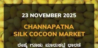 Channapatna Silk Cocoon Market: 23 November 2025 Channapatna Silk Cocoon Market Price Rate ಚನ್ನಪಟ್ಟಣ ರೇಷ್ಮೆ ಗೂಡು ಮಾರುಕಟ್ಟೆ ಧಾರಣೆ