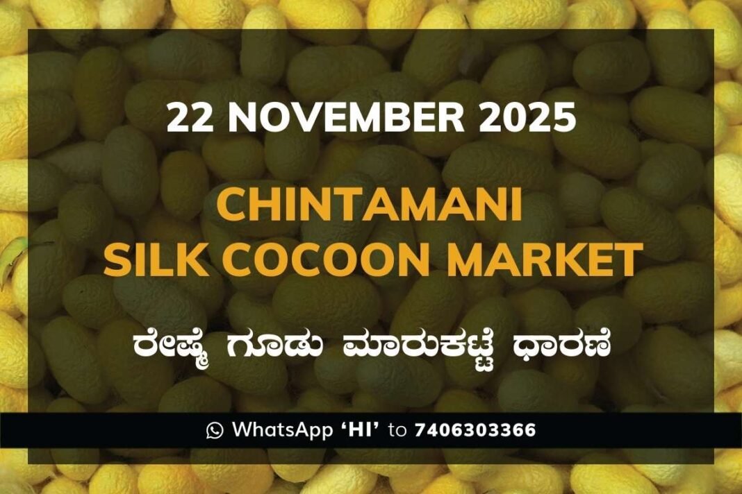 Chintamani Government Silk Cocoon Market Daily Rate Report ಚಿಂತಾಮಣಿ ರೇಷ್ಮೆ ಗೂಡು ಮಾರುಕಟ್ಟೆ ಧಾರಣೆ