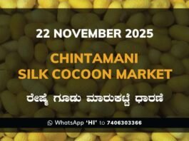 Chintamani Government Silk Cocoon Market Daily Rate Report ಚಿಂತಾಮಣಿ ರೇಷ್ಮೆ ಗೂಡು ಮಾರುಕಟ್ಟೆ ಧಾರಣೆ