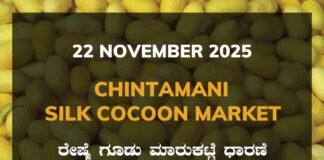 Chintamani Silk Cocoon Market: 22 November 2025 Chintamani Government Silk Cocoon Market Daily Rate Report ಚಿಂತಾಮಣಿ ರೇಷ್ಮೆ ಗೂಡು ಮಾರುಕಟ್ಟೆ ಧಾರಣೆ