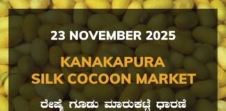 Kanakapura Silk Cocoon Market: 23 November 2025 Kanakapura Silk Cocoon Market ಕನಕಪುರ ರೇಷ್ಮೆ ಗೂಡು ಮಾರುಕಟ್ಟೆ ಧಾರಣೆ
