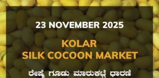 Kolar Silk Cocoon Market: 23 November 2025 Kolar Silk Cocoon Market Price Rate ಕೋಲಾರ ರೇಷ್ಮೆ ಗೂಡು ಮಾರುಕಟ್ಟೆ ಧಾರಣೆ