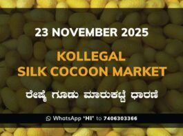 Kollegal Silk Cocoon Market Price Rate ಕೊಳ್ಳೇಗಾಲ ರೇಷ್ಮೆ ಗೂಡು ಮಾರುಕಟ್ಟೆ ಧಾರಣೆ