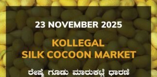 Kollegal Silk Cocoon Market: 23 November 2025 Kollegal Silk Cocoon Market Price Rate ಕೊಳ್ಳೇಗಾಲ ರೇಷ್ಮೆ ಗೂಡು ಮಾರುಕಟ್ಟೆ ಧಾರಣೆ