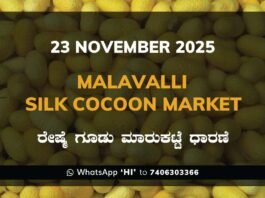 Malavalli Silk Cocoon Market Price Rate ಮಳವಳ್ಳಿ ರೇಷ್ಮೆ ಗೂಡು ಮಾರುಕಟ್ಟೆ ಧಾರಣೆ