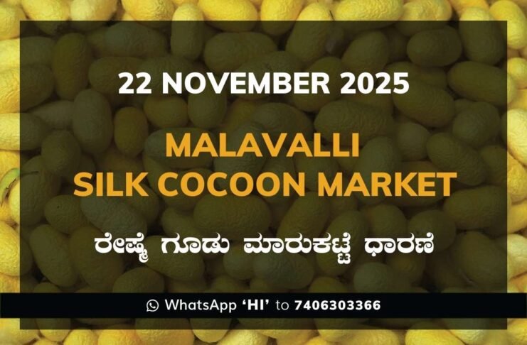 Malavalli Silk Cocoon Market Price Rate ಮಳವಳ್ಳಿ ರೇಷ್ಮೆ ಗೂಡು ಮಾರುಕಟ್ಟೆ ಧಾರಣೆ