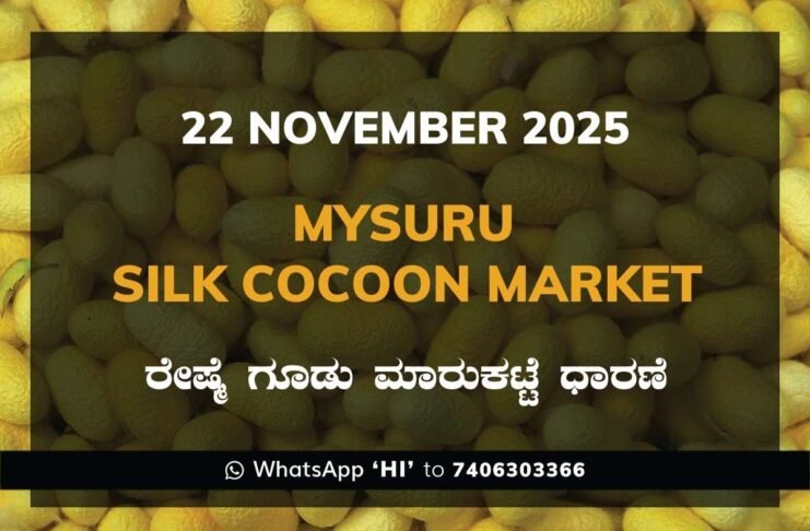 Mysuru Government Silk Cocoon Market Daily Rate Report ಮೈಸೂರು ರೇಷ್ಮೆ ಗೂಡು ಮಾರುಕಟ್ಟೆ ಧಾರಣೆ