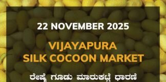 Vijayapura Silk Cocoon Market: 22 November 2025 Vijayapura Government Silk Cocoon Market Daily Rate Report ವಿಜಯಪುರ ರೇಷ್ಮೆ ಗೂಡು ಮಾರುಕಟ್ಟೆ ಧಾರಣೆ