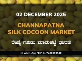 Channapatna Silk Cocoon Market: 02 December 2025 Channapatna Silk Cocoon Market Price Rate ಚನ್ನಪಟ್ಟಣ ರೇಷ್ಮೆ ಗೂಡು ಮಾರುಕಟ್ಟೆ ಧಾರಣೆ