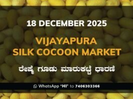 Vijayapura Government Silk Cocoon Market Daily Rate Report ವಿಜಯಪುರ ರೇಷ್ಮೆ ಗೂಡು ಮಾರುಕಟ್ಟೆ ಧಾರಣೆ