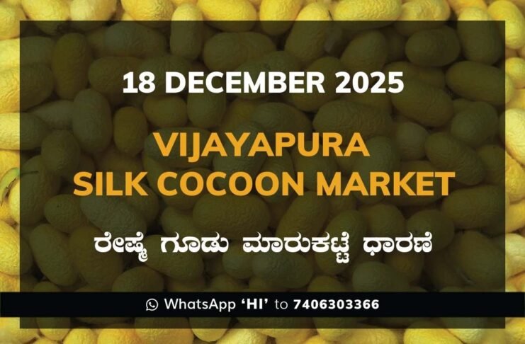 Vijayapura Government Silk Cocoon Market Daily Rate Report ವಿಜಯಪುರ ರೇಷ್ಮೆ ಗೂಡು ಮಾರುಕಟ್ಟೆ ಧಾರಣೆ