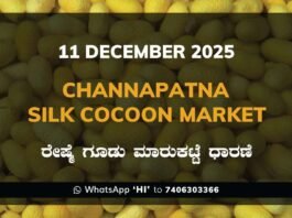 Channapatna Silk Cocoon Market: 11 December 2025 Channapatna Silk Cocoon Market Price Rate ಚನ್ನಪಟ್ಟಣ ರೇಷ್ಮೆ ಗೂಡು ಮಾರುಕಟ್ಟೆ ಧಾರಣೆ