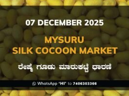 Mysuru Silk Cocoon Market: 07 November 2025 Mysuru Government Silk Cocoon Market Daily Rate Report ಮೈಸೂರು ರೇಷ್ಮೆ ಗೂಡು ಮಾರುಕಟ್ಟೆ ಧಾರಣೆ