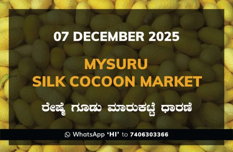 Mysuru Government Silk Cocoon Market Daily Rate Report ಮೈಸೂರು ರೇಷ್ಮೆ ಗೂಡು ಮಾರುಕಟ್ಟೆ ಧಾರಣೆ