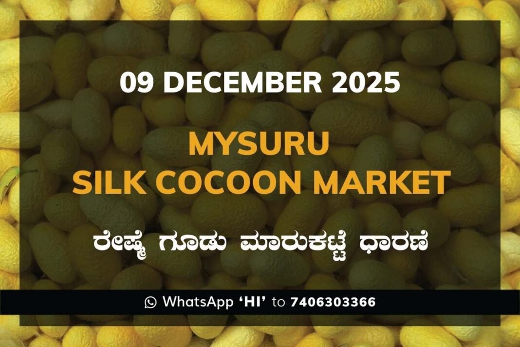 Mysuru Government Silk Cocoon Market Daily Rate Report ಮೈಸೂರು ರೇಷ್ಮೆ ಗೂಡು ಮಾರುಕಟ್ಟೆ ಧಾರಣೆ