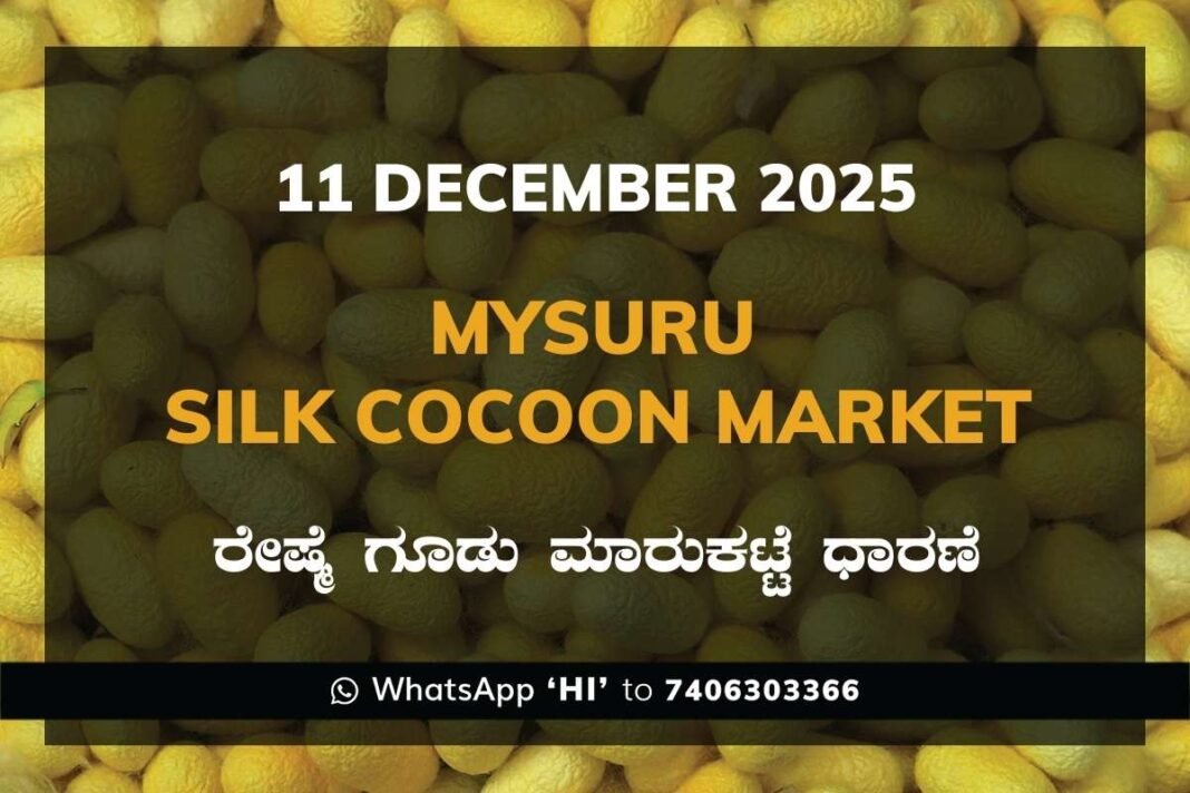 Mysuru Government Silk Cocoon Market Daily Rate Report ಮೈಸೂರು ರೇಷ್ಮೆ ಗೂಡು ಮಾರುಕಟ್ಟೆ ಧಾರಣೆ