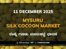 Mysuru Silk Cocoon Market: 11 November 2025 Mysuru Government Silk Cocoon Market Daily Rate Report ಮೈಸೂರು ರೇಷ್ಮೆ ಗೂಡು ಮಾರುಕಟ್ಟೆ ಧಾರಣೆ