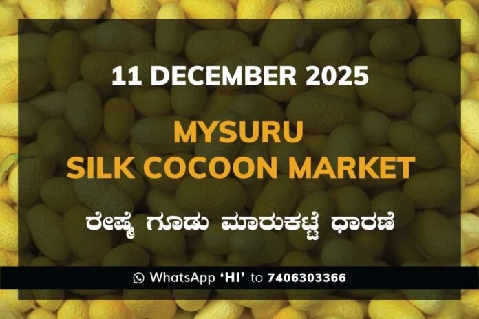 15 Mysuru Government Silk Cocoon Market Daily Rate Report ಮೈಸೂರು ರೇಷ್ಮೆ ಗೂಡು ಮಾರುಕಟ್ಟೆ ಧಾರಣೆ