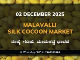 Malavalli Silk Cocoon Market: 02 December 2025 Malavalli Silk Cocoon Market Price Rate ಮಳವಳ್ಳಿ ರೇಷ್ಮೆ ಗೂಡು ಮಾರುಕಟ್ಟೆ ಧಾರಣೆ