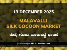 Malavalli Silk Cocoon Market: 13 December 2025 Malavalli Silk Cocoon Market Price Rate ಮಳವಳ್ಳಿ ರೇಷ್ಮೆ ಗೂಡು ಮಾರುಕಟ್ಟೆ ಧಾರಣೆ