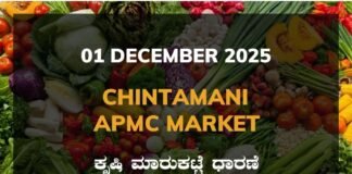 Chintamani APMC Market: 01 December 2025
