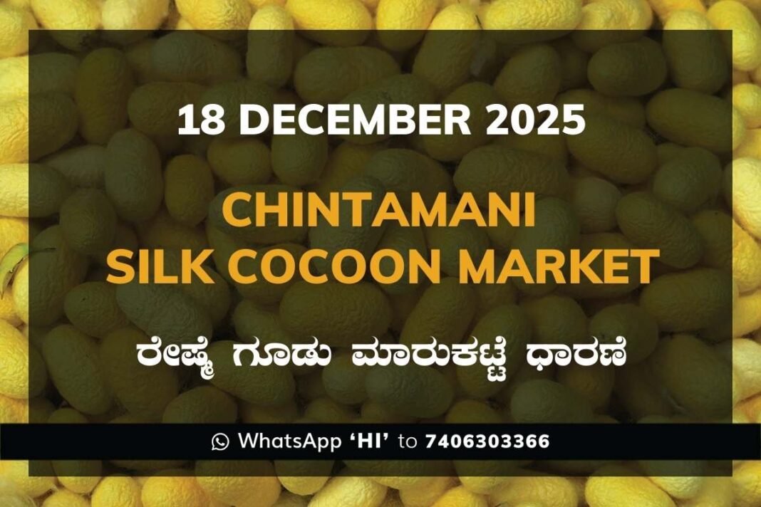 Chintamani Government Silk Cocoon Market Daily Rate Report ಚಿಂತಾಮಣಿ ರೇಷ್ಮೆ ಗೂಡು ಮಾರುಕಟ್ಟೆ ಧಾರಣೆ